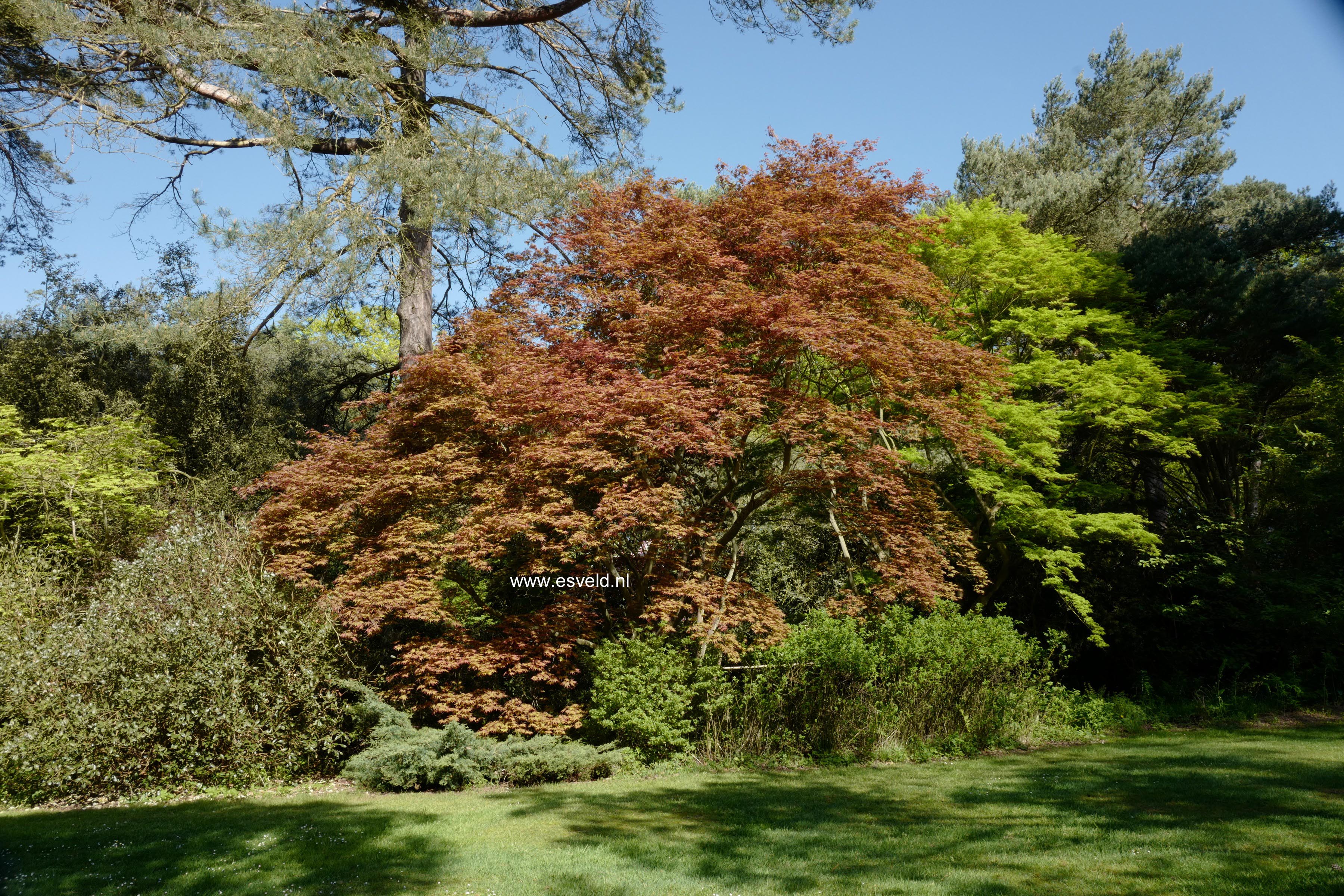 Acer palmatum 'Ōgon-sarasa'