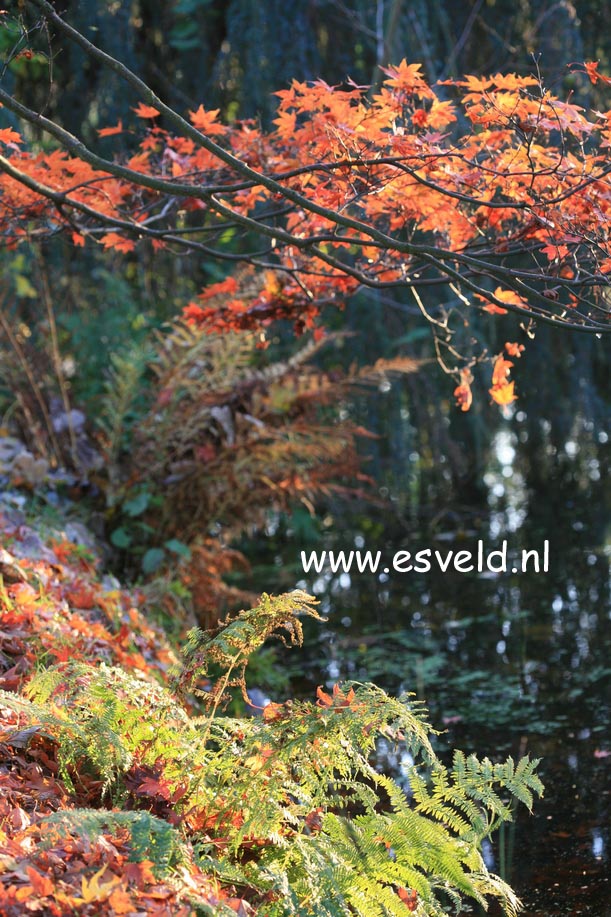 Acer palmatum 'Omato'