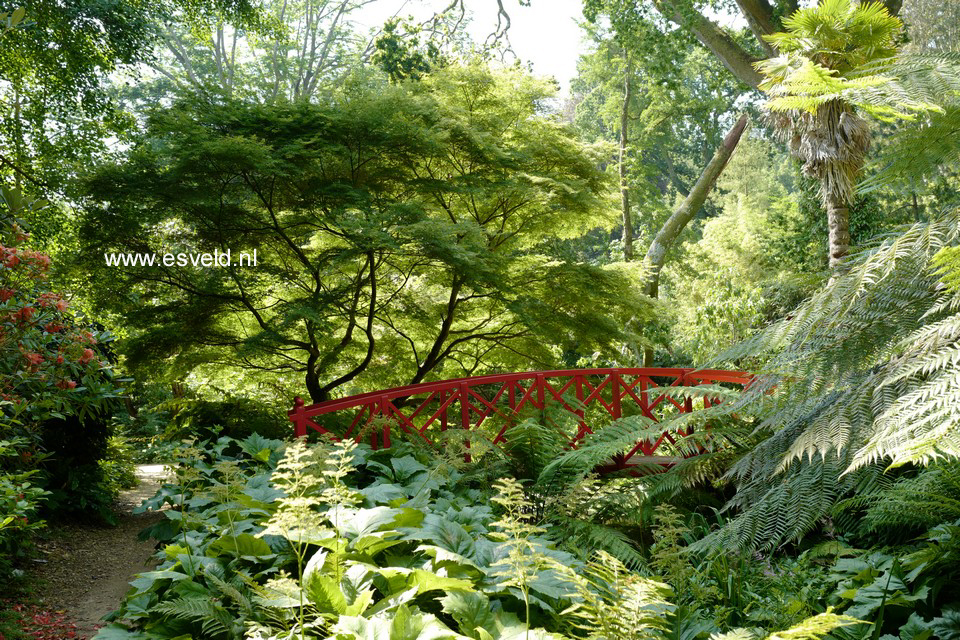 Acer palmatum 'Seiryu'