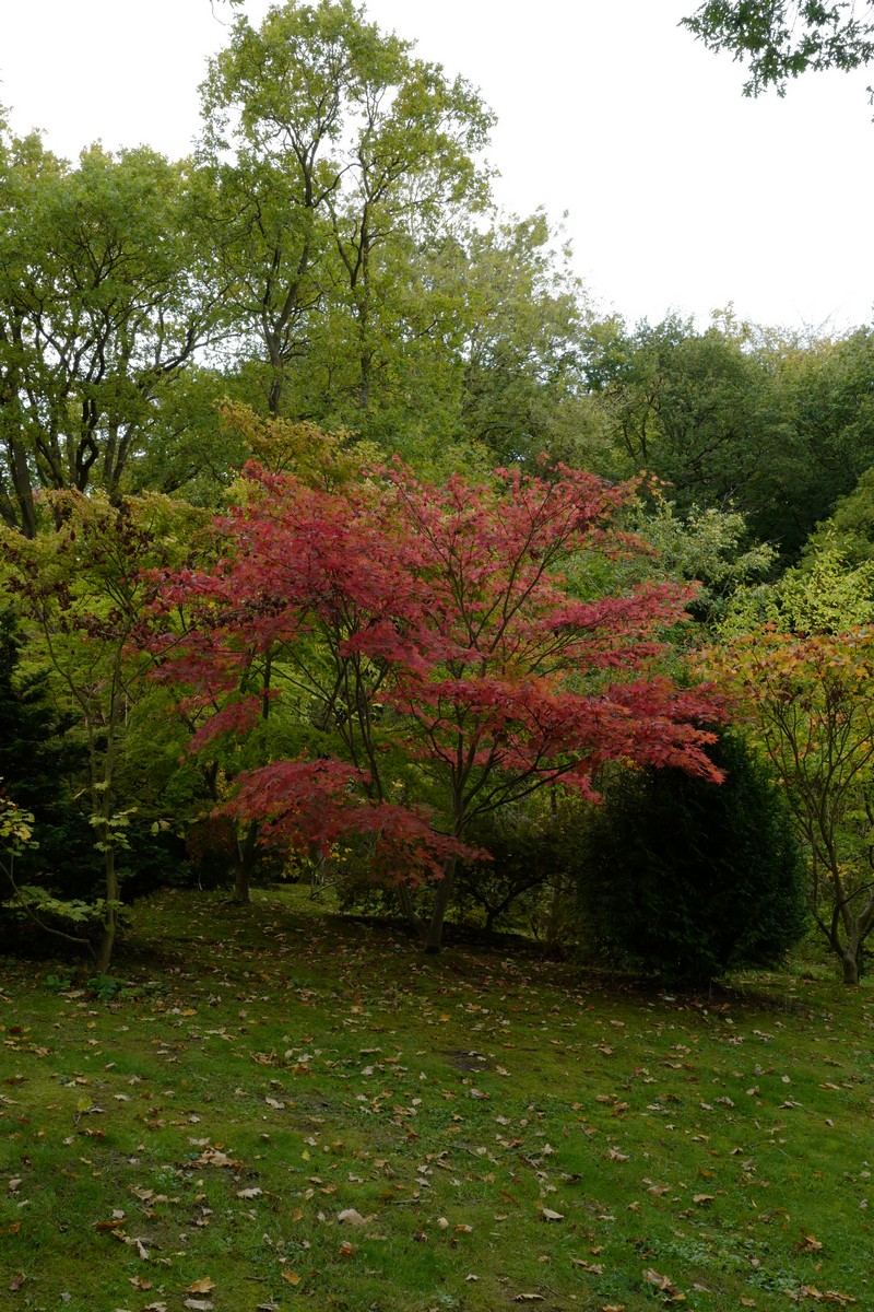Acer palmatum 'Tsukubane'