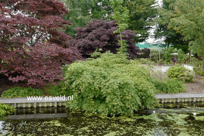 Acer palmatum 'Westonbirt Spreading Star'