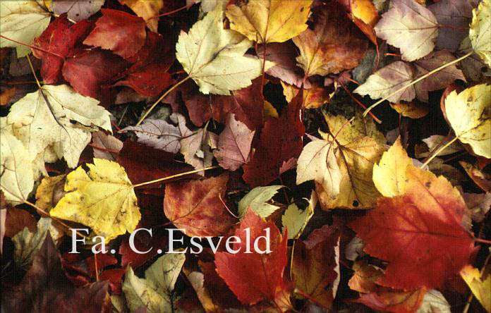 Acer rubrum 'Schlesingeri'