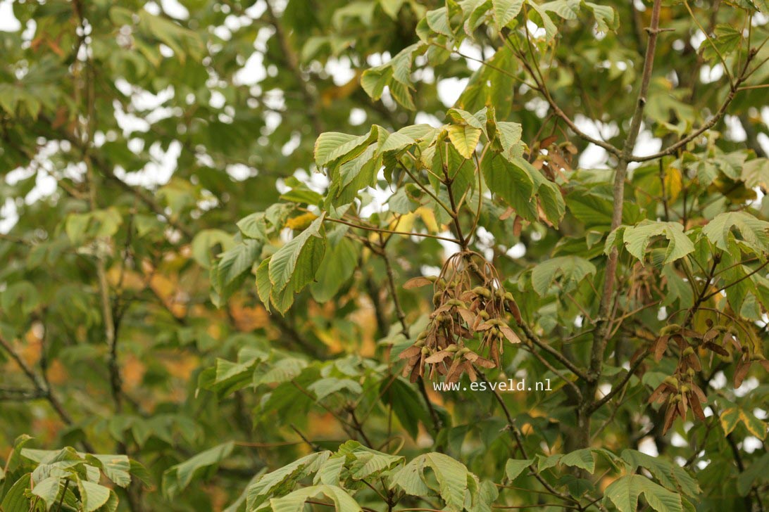 Acer sterculiaceum