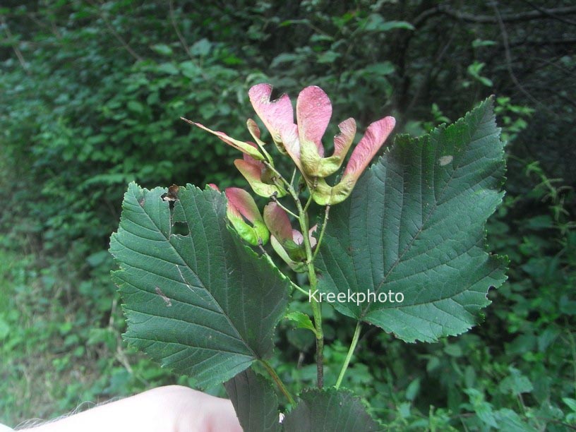 Acer tataricum