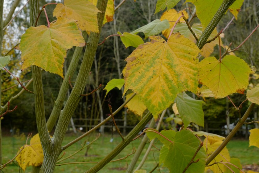 Acer tegmentosum 'White Tigress'