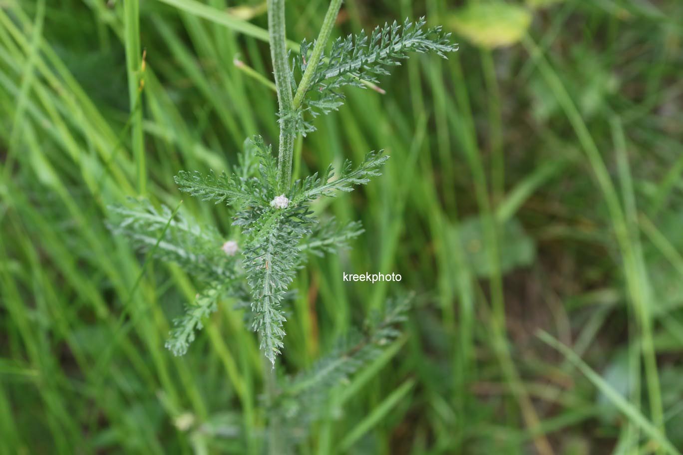 Achillea millefolium