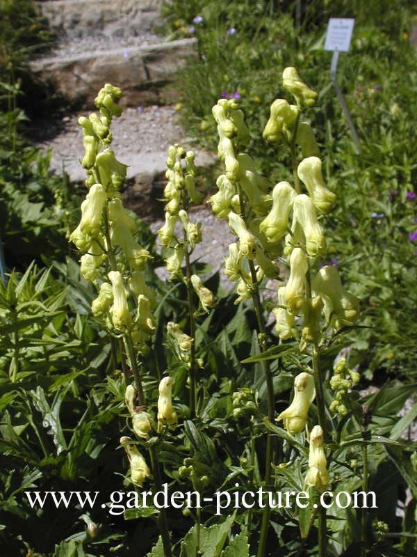 Aconitum vulparia