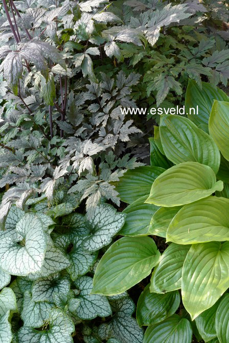 Actaea simplex 'Brunette'