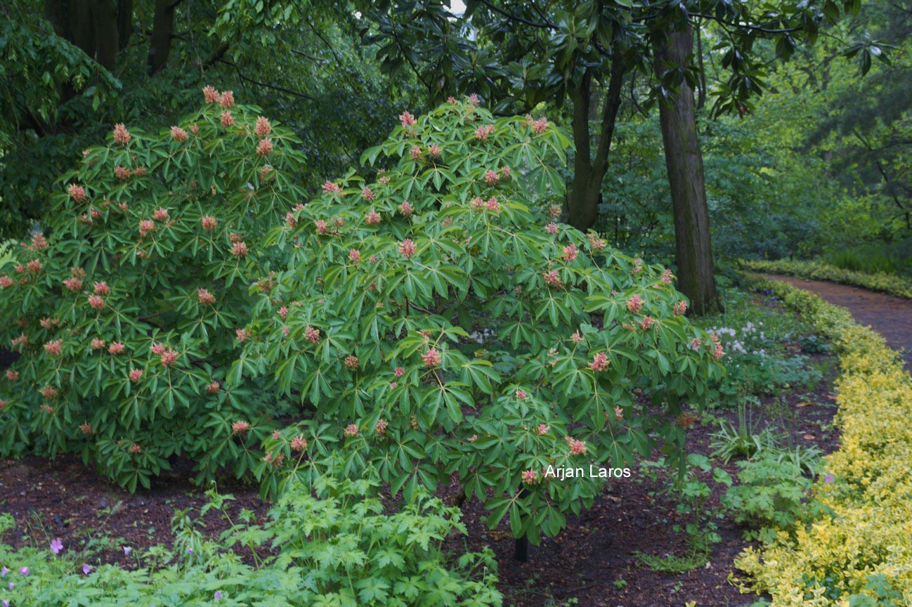 Aesculus mutabilis 'Induta'