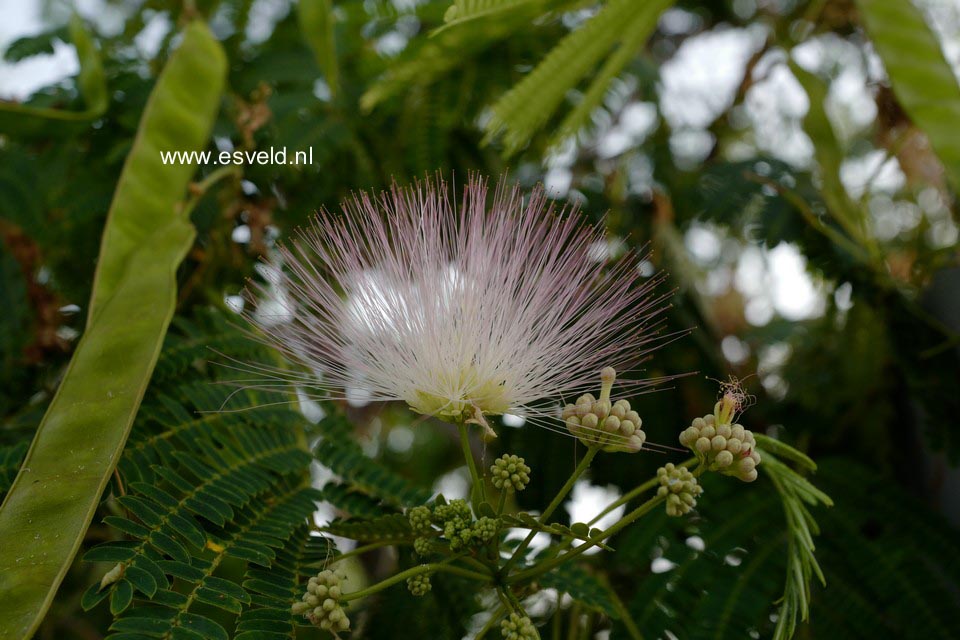 Albizia julibrissin