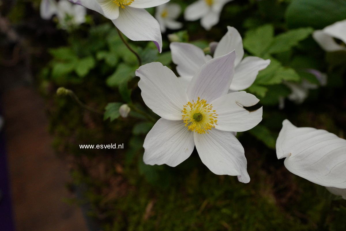 Anemone hybrida 'Wild Swan'