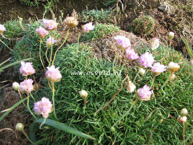 Armeria maritima