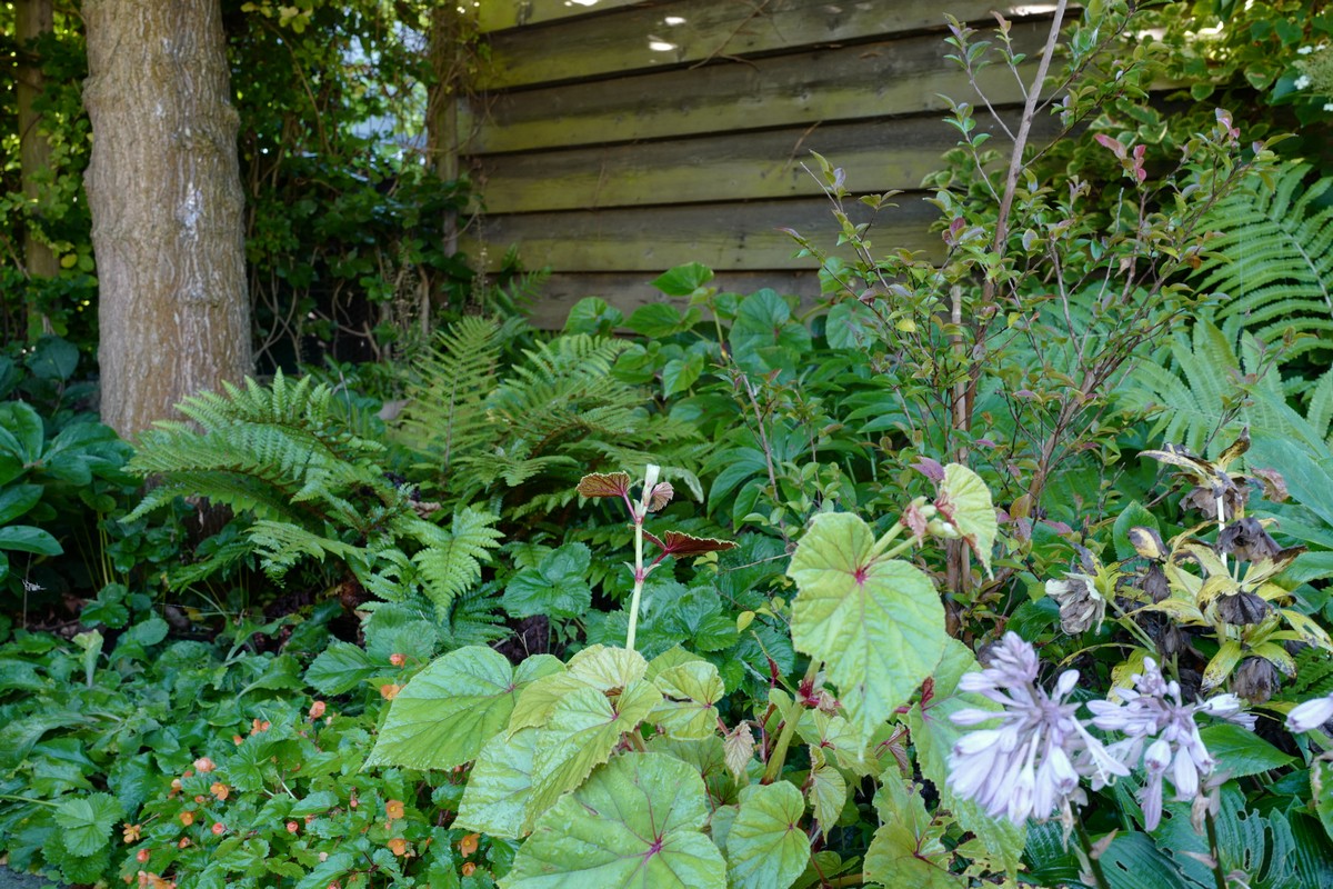 Begonia grandis