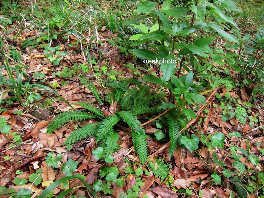 Blechnum spicant