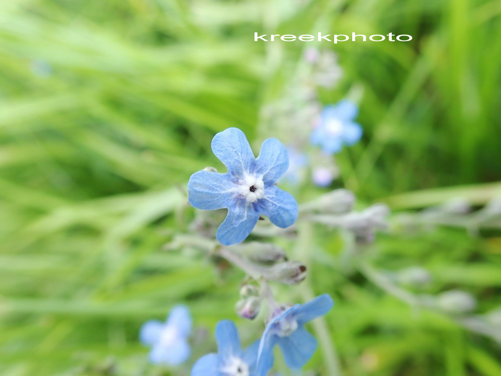Buglossoides purpurocaerulea