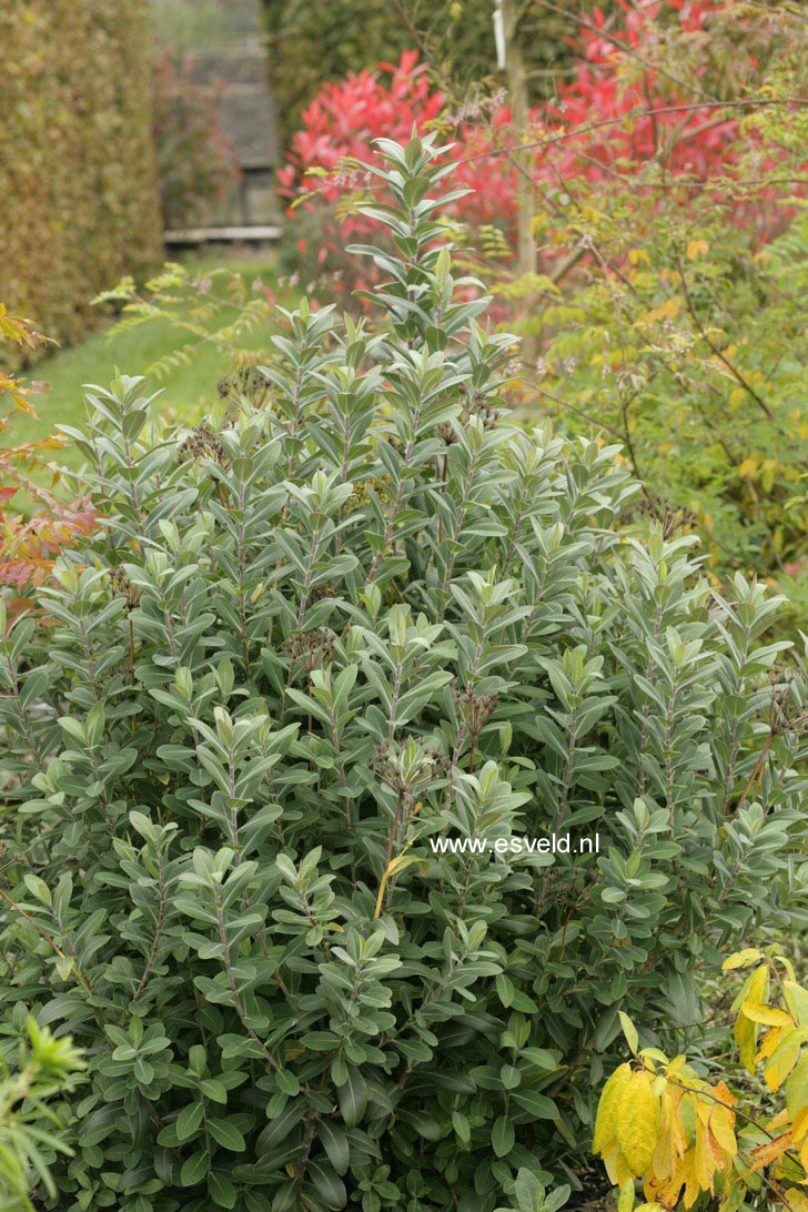 Bupleurum fruticosum