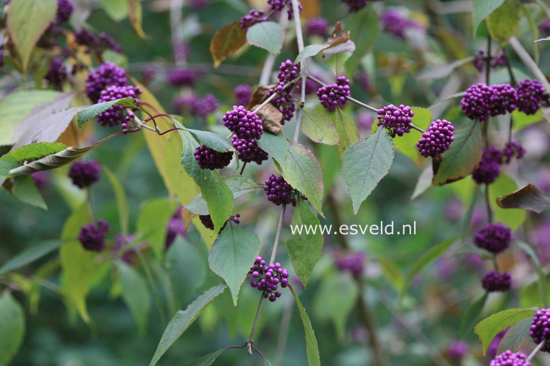Callicarpa bodinieri 'Profusion'