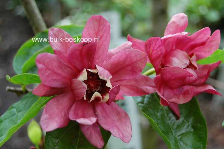 Calycanthus raulstonii 'Hartlage Wine'
