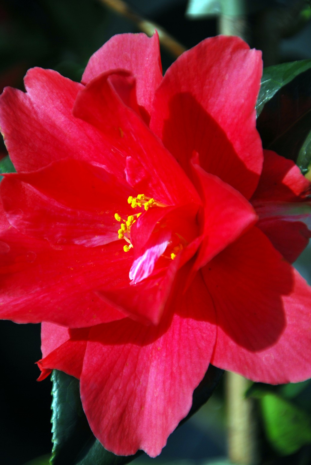 Camellia 'Freedom Bell'