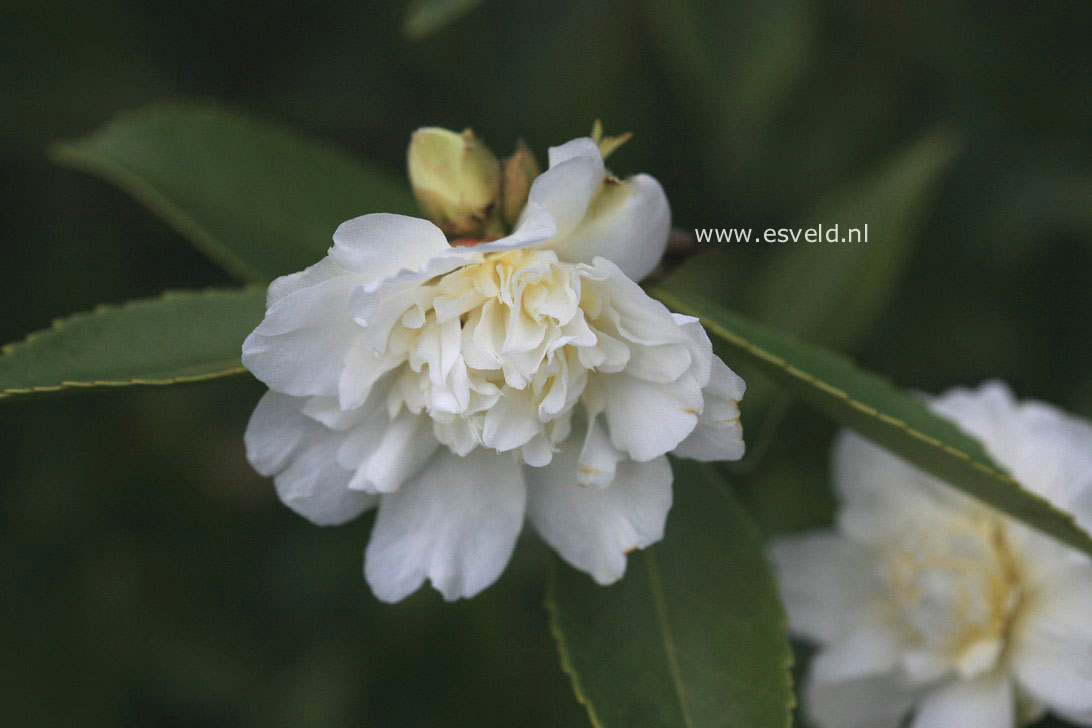 Camellia 'Snow Flurry'