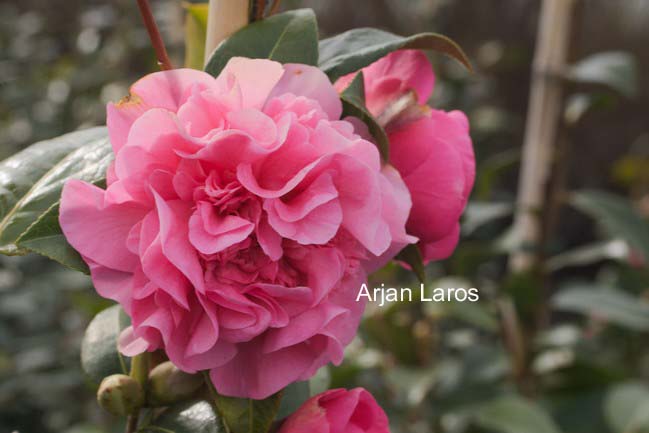 Camellia japonica 'Debbie'