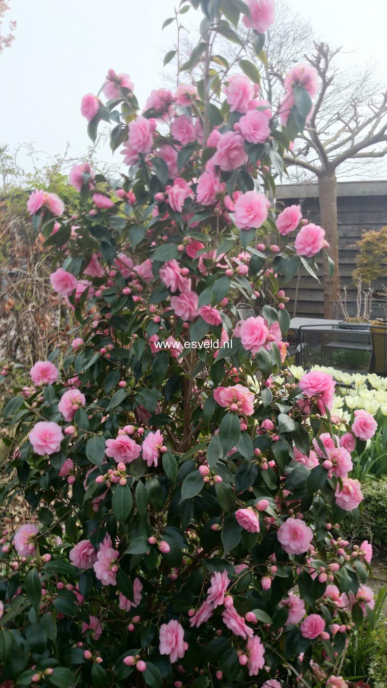 Camellia japonica 'Spring Festival'