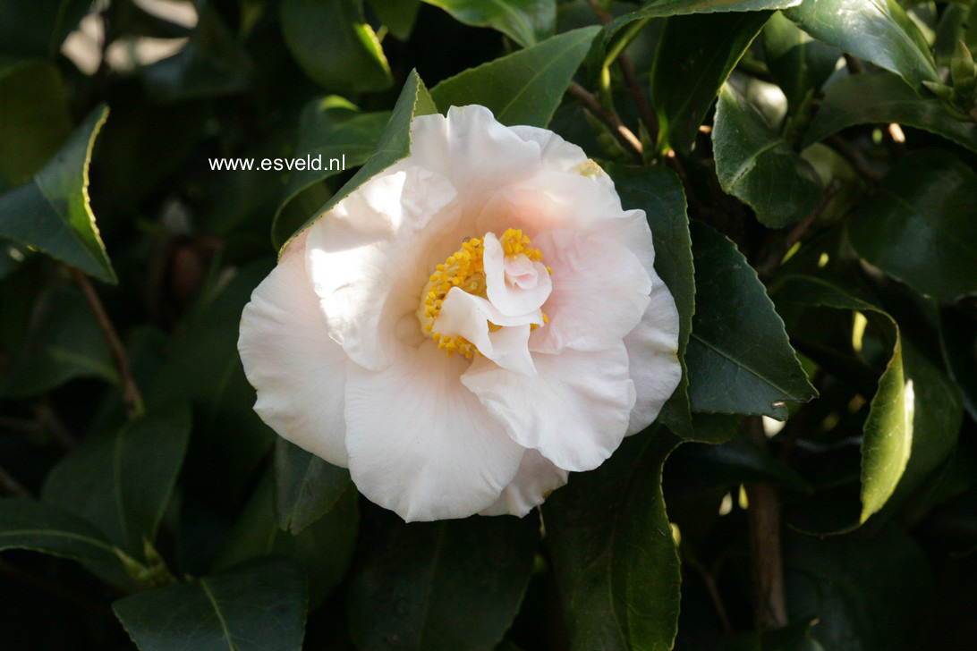 Camellia japonica
