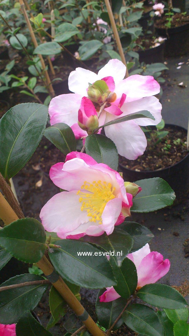 Camellia sasanqua 'Rainbow'