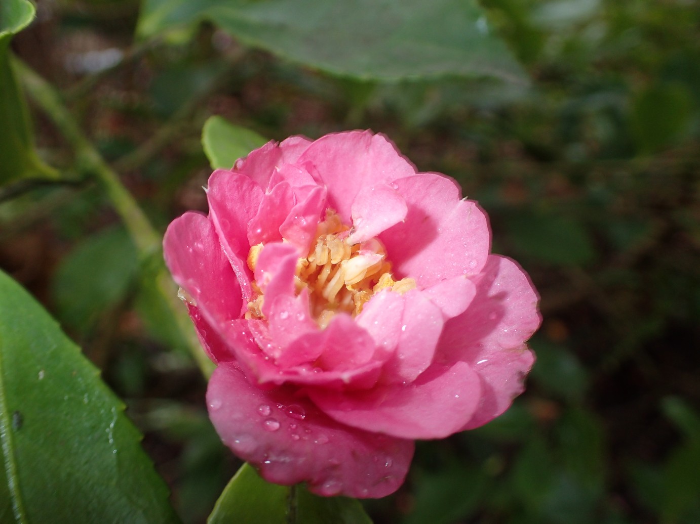 Camellia sasanqua 'Showa-no-sakae'