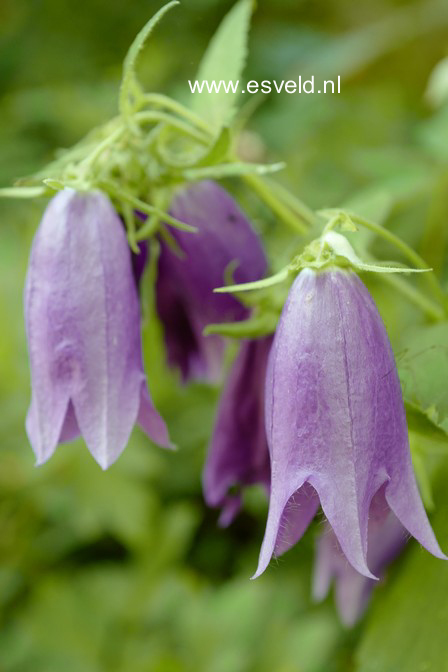 Campanula 'Sarastro'