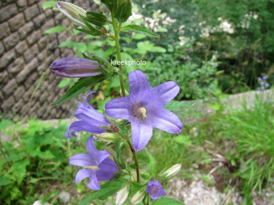 Campanula barbata