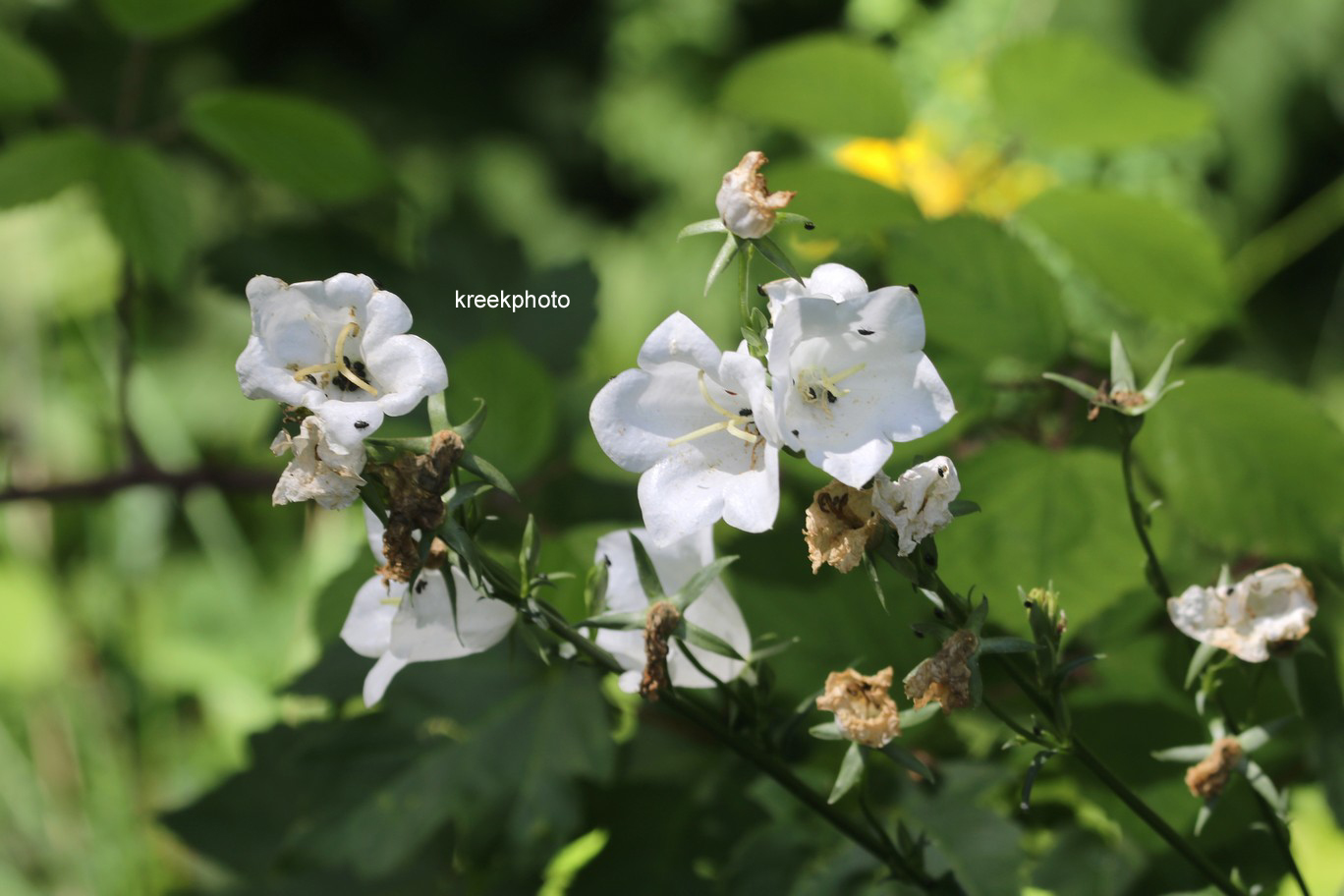 Campanula rotundifolia