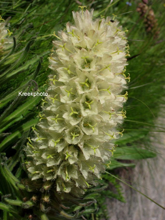 Campanula thyrsoides