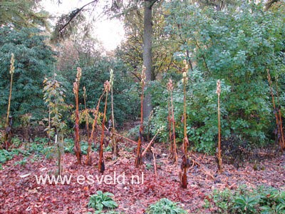 Cardiocrinum giganteum