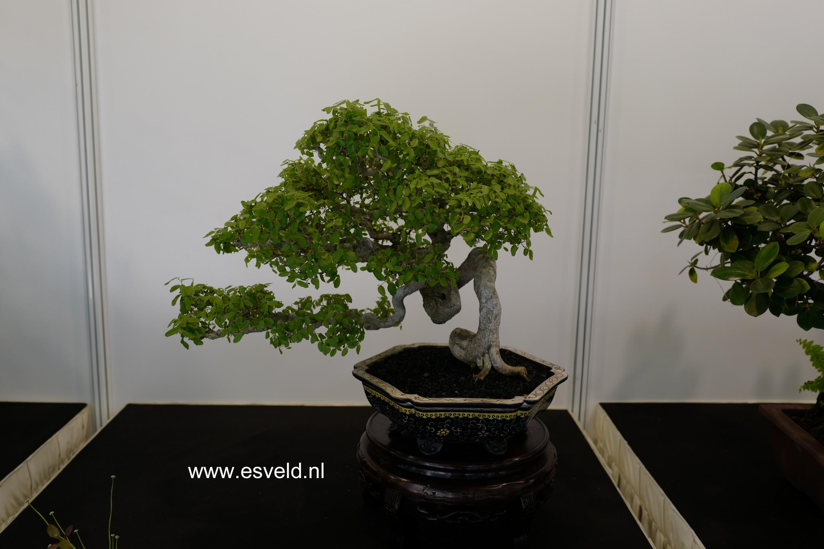 Celtis sinensis