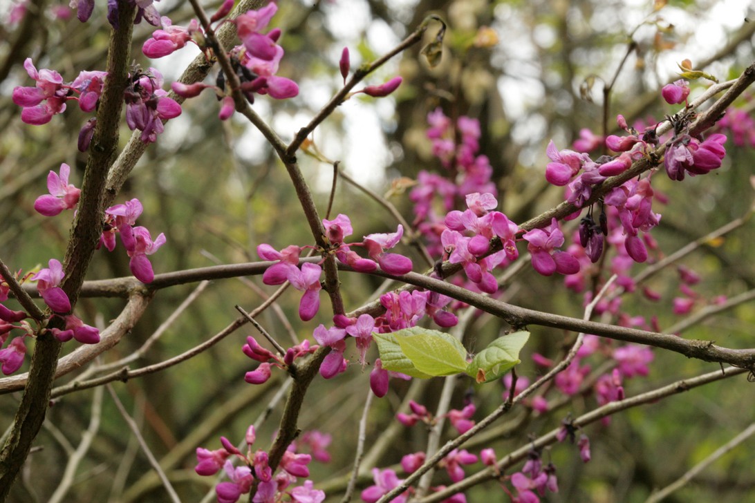 Cercis chinensis
