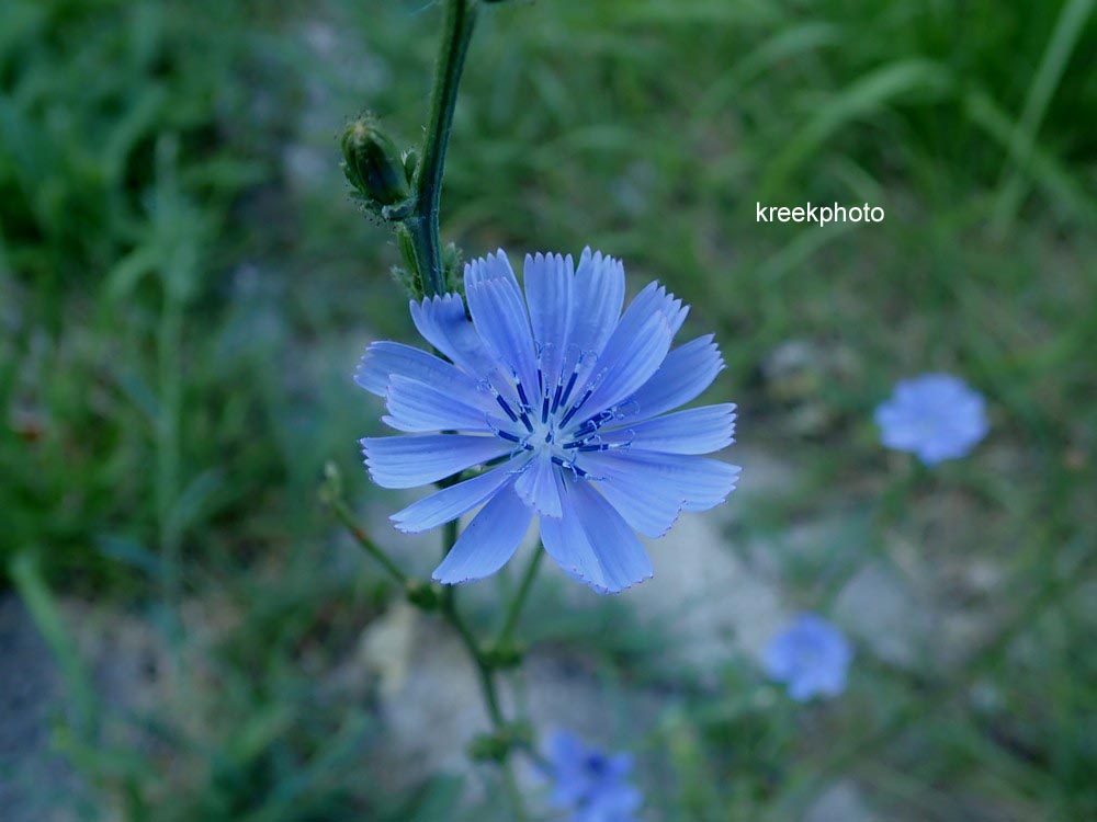 Cichorium intybus