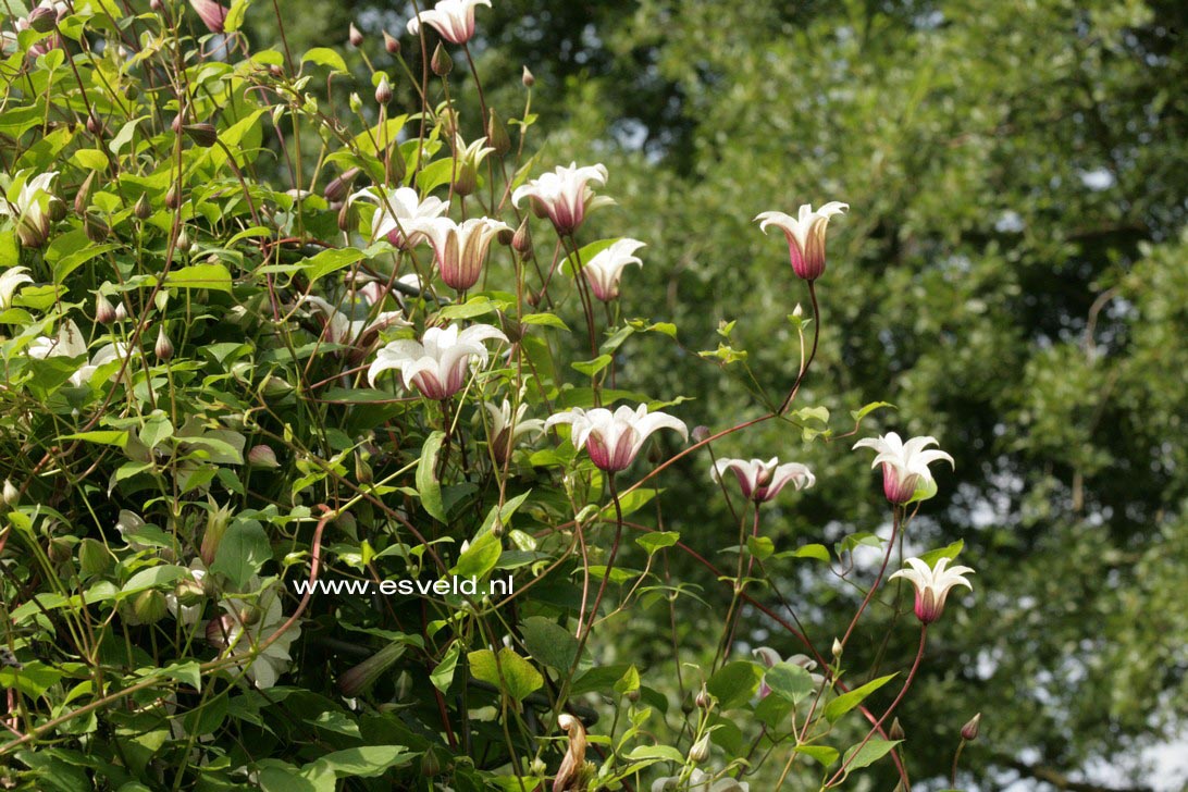Clematis 'Zoprika' (PRINCESS KATE)
