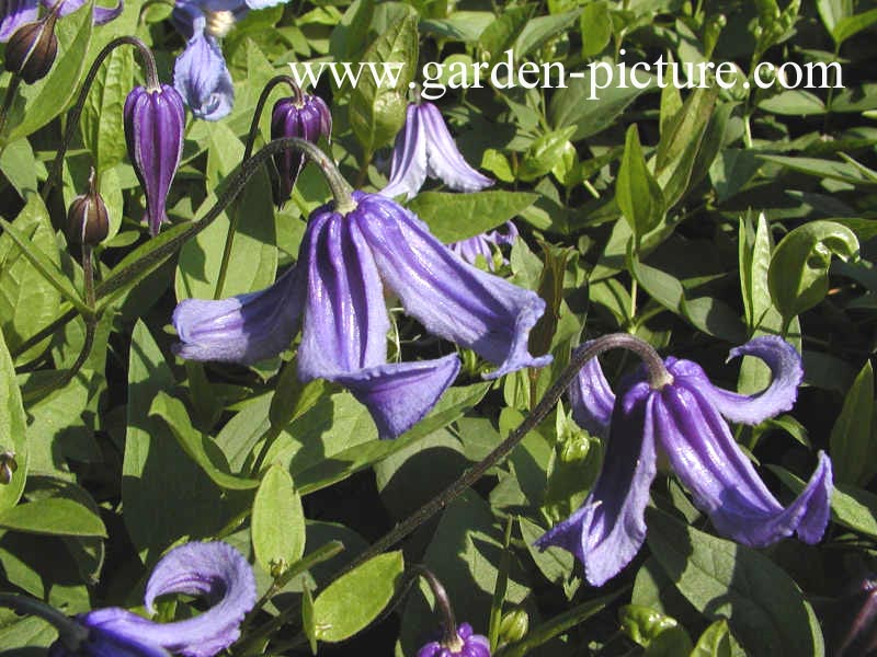 Clematis integrifolia