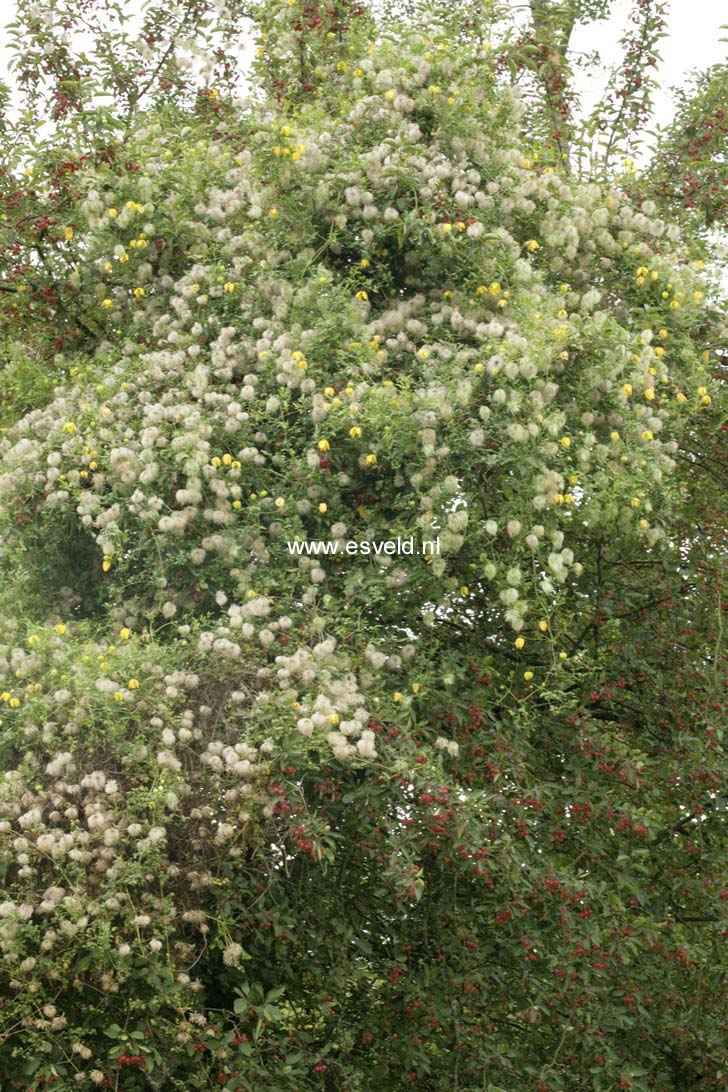 Clematis tibetana tangutica