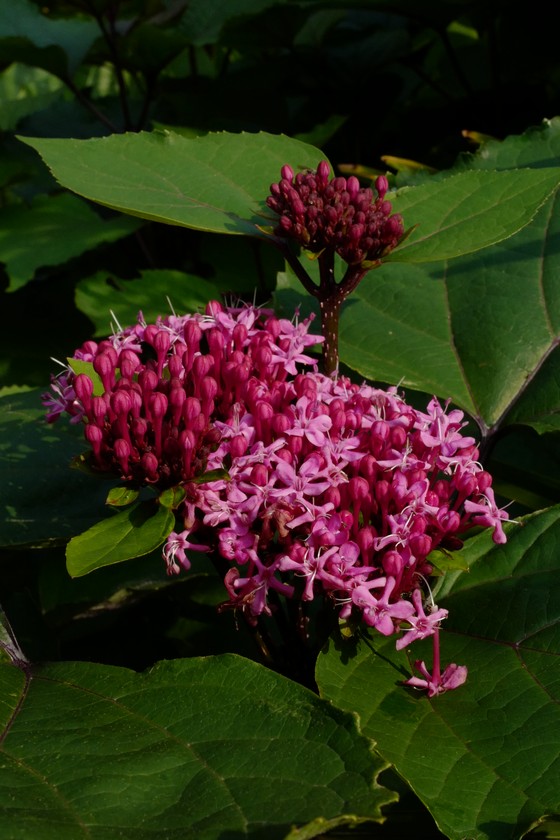 Clerodendrum bungei