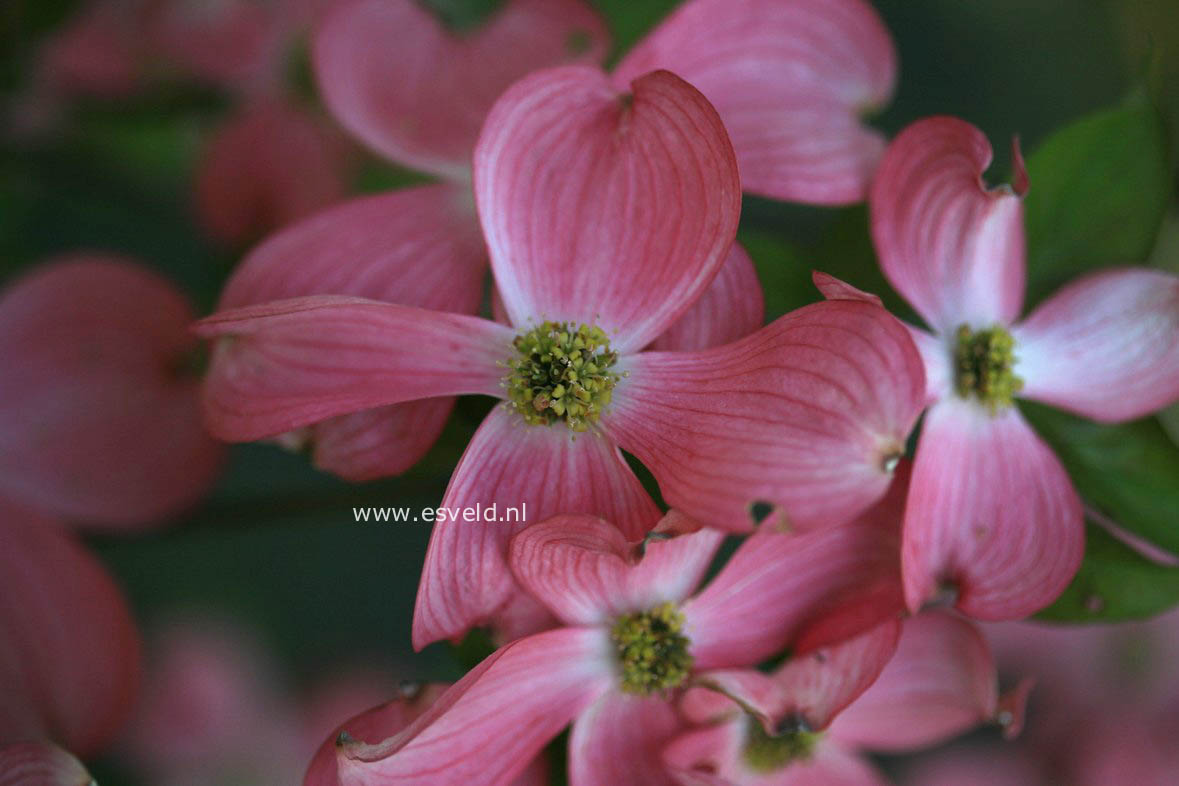 Cornus florida 'Cherokee Chief'