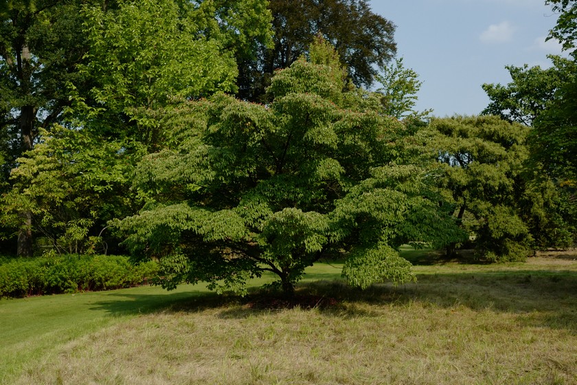 Cornus kousa 'China Girl'