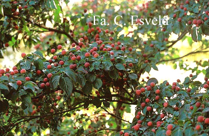 Cornus kousa 'Satomi'