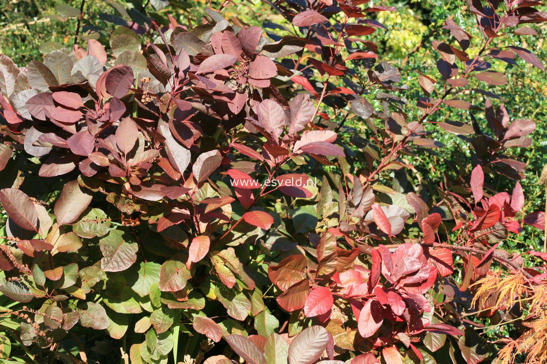 Cotinus 'Grace'