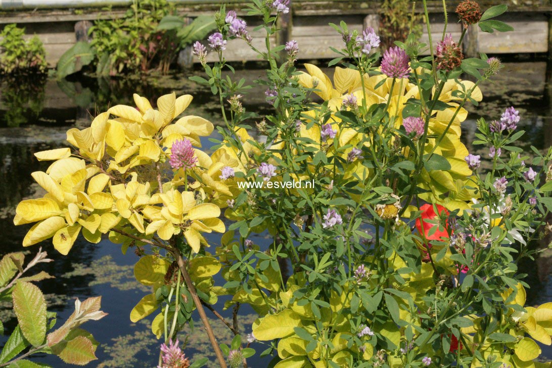 Cotinus coggygria 'Ancot' (GOLDEN SPIRIT)