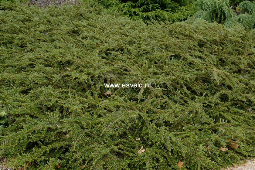 Cotoneaster horizontalis 'Horizon'