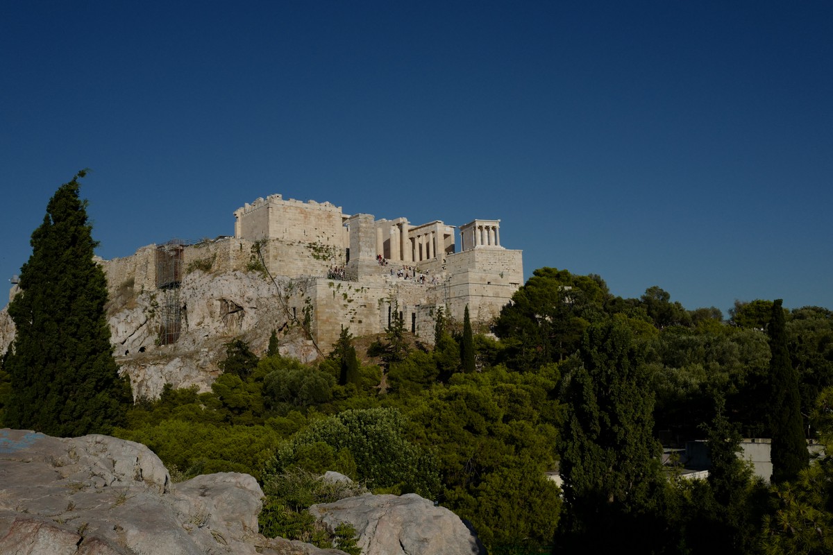 Cupressus sempervirens
