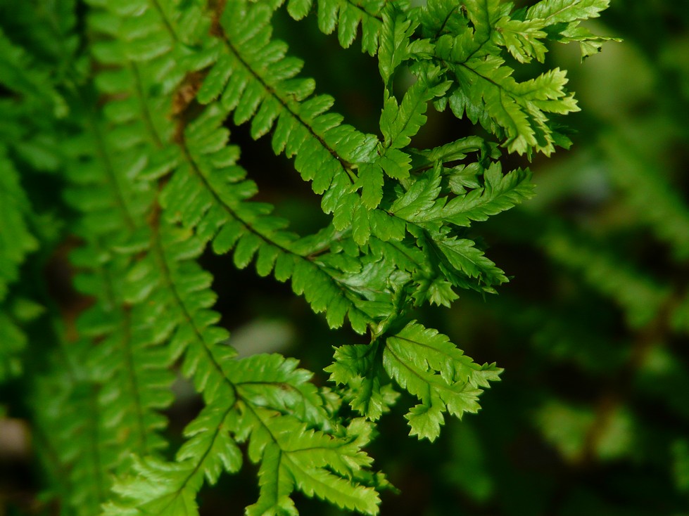 Dryopteris affinis 'Cristata'