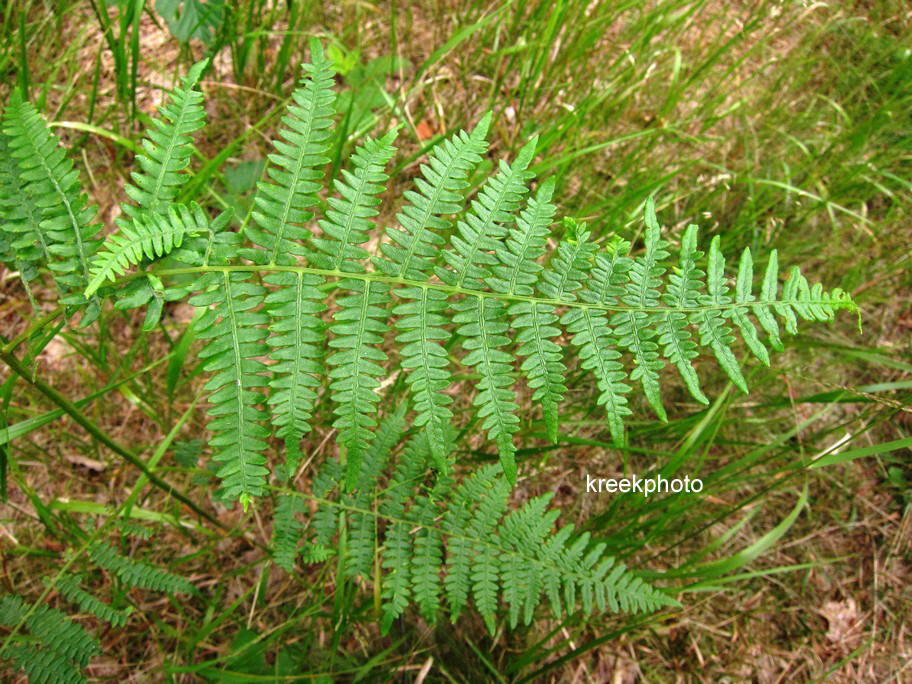 Dryopteris filix-mas